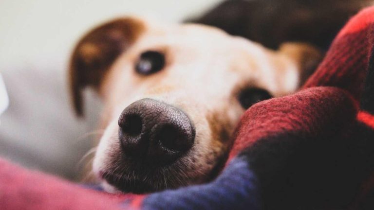 Max Is Back Home! – A Story Filled With Kindness And Care