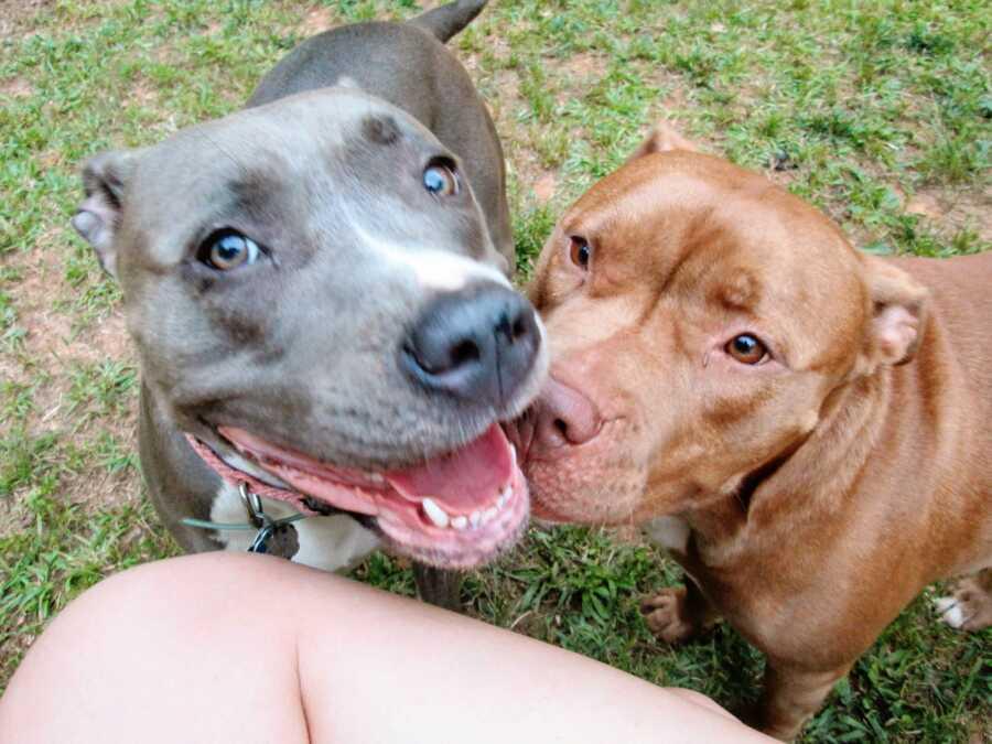 two dogs sit and pose for the camera