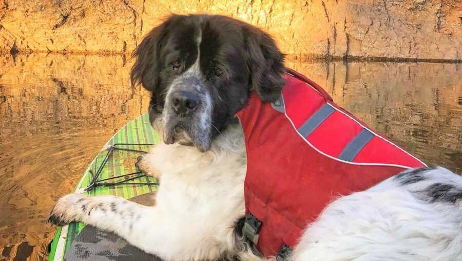 Maggie lays on a paddle board out in the middle of the lake.