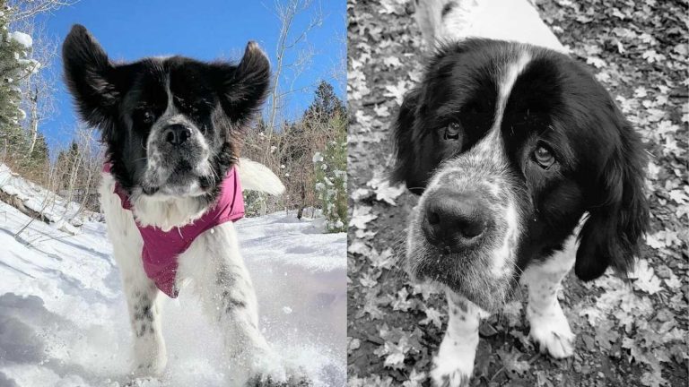 A Story About Maggie, The Dog Who Loved Snow 