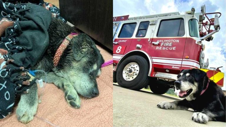 Firefighters Rescued a Deaf Dog Trapped In Storm Drain