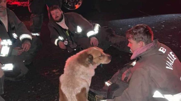A Brave Dog Who Saved A Mom And Kids From A House Fire