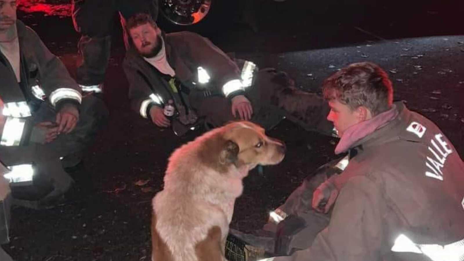 dog that rescued family from a fire with the firefighters who helped put it out