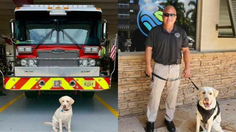 A Story Of A Therapy Dog That Saved Him From Anxiety And Hyper-vigilant State