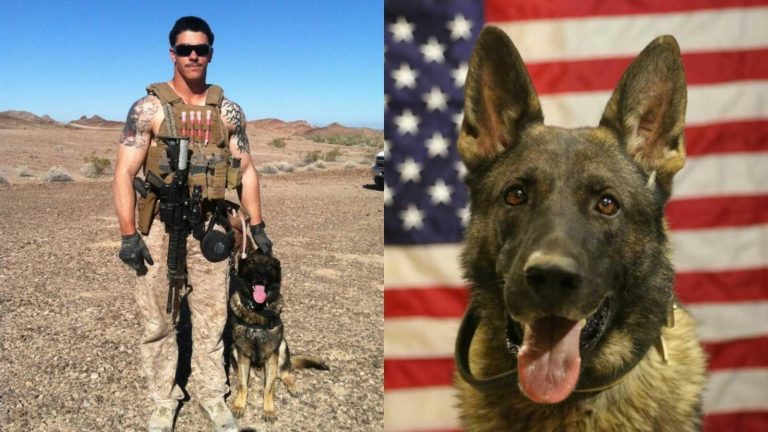 A Touching Story Of A Grieving Mother Who Protected Her Late Son’s Legacy By Adopting His Cherished K-9 Partner